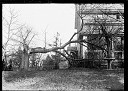 Storm Damaged Tree