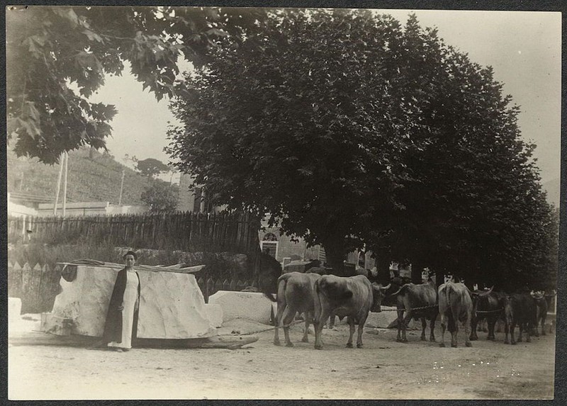 Photograph, Black, Working animal, Tree