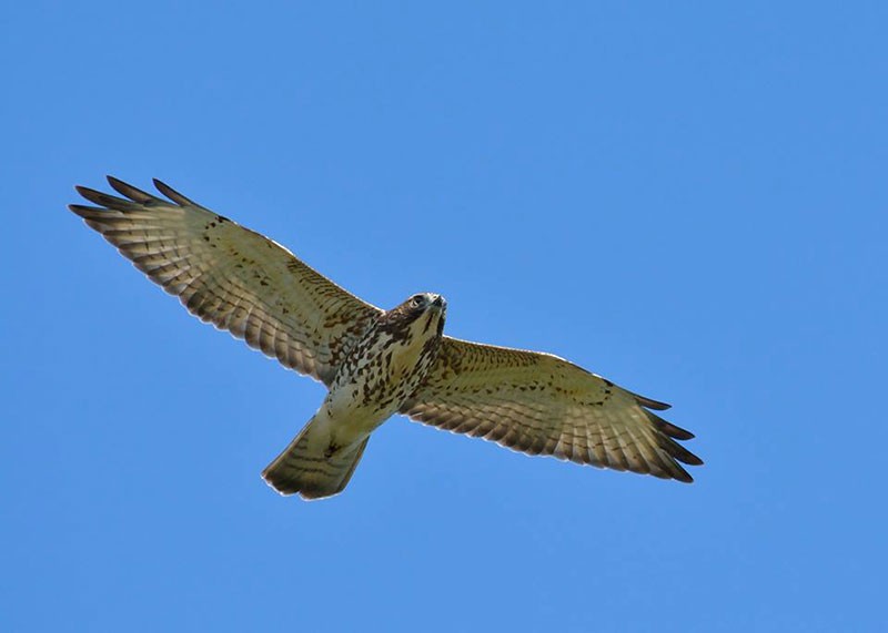 Several species of birds of prey have been spotted during migration periods on the mountain