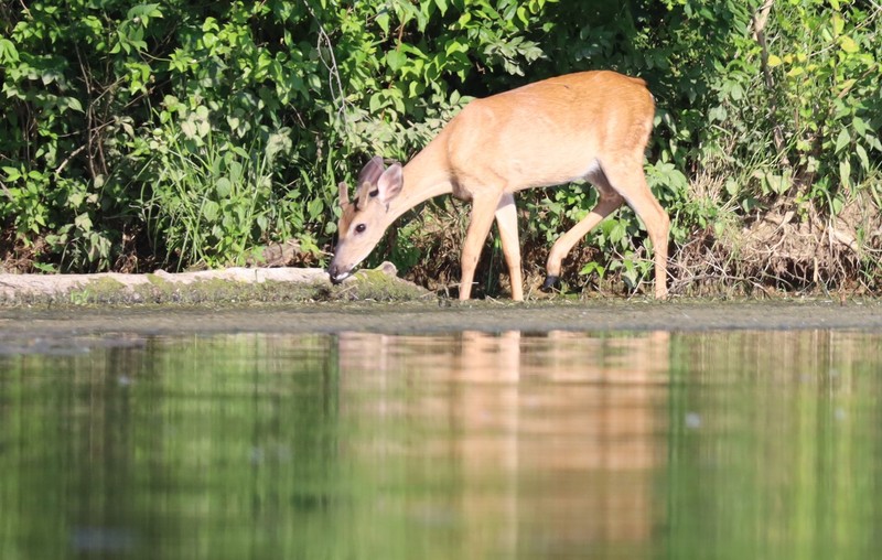 Water, Plant, Deer, Body of water