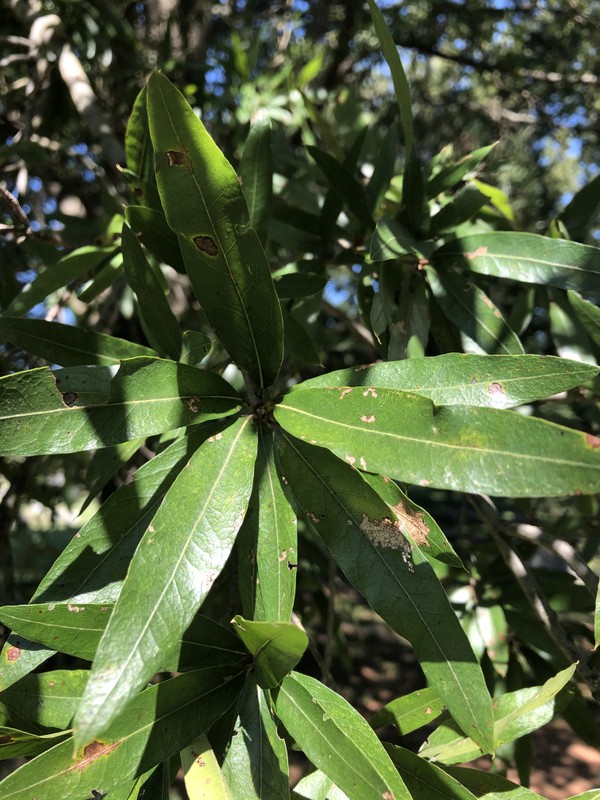 Plant, Leaf, Terrestrial plant, Tree