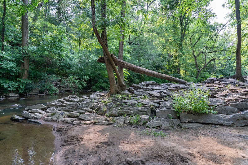 Plant, Water, Plant community, Fluvial landforms of streams