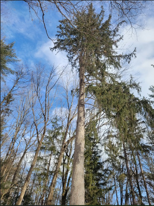 Sky, Cloud, Natural landscape, Tree