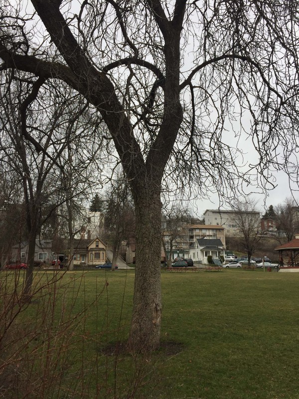 One of the many tress in Reaney Park, taken February 2018.