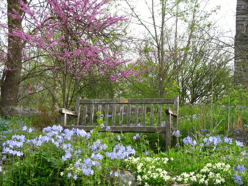 Woodland Trail, 2011, courtesy of State Arboretum at Blandy Experimental Farm (reproduced under Fair Use)