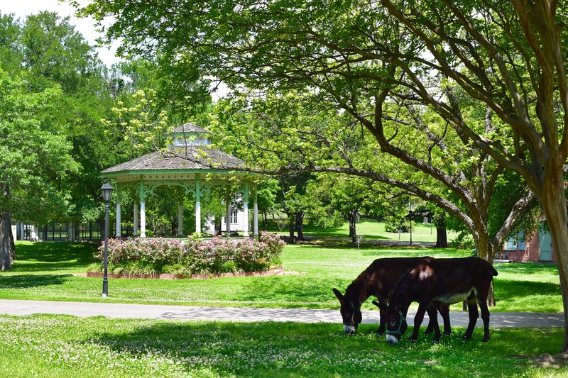 Plant, Horse, Shade, Natural landscape