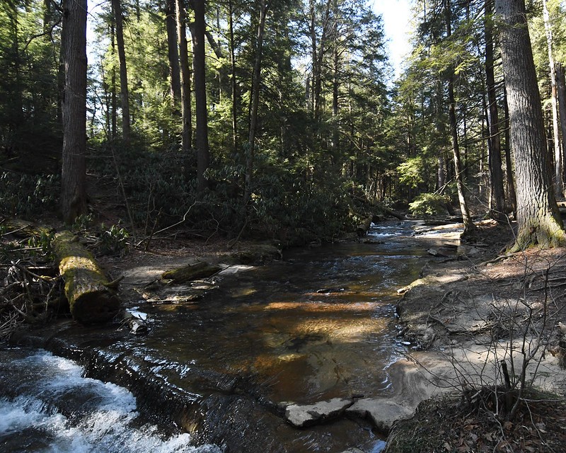 Water, Plant, Tree, Fluvial landforms of streams