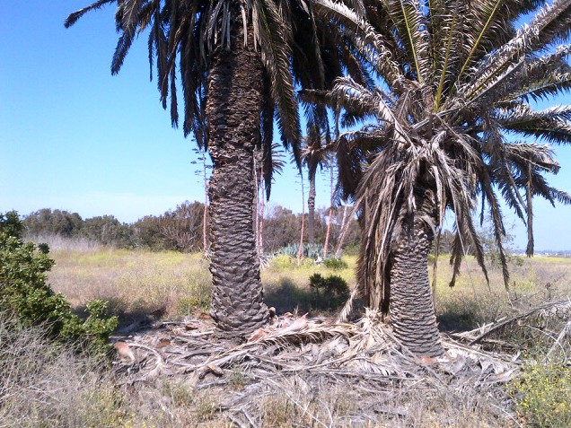 Bolsa Chica Gun Club site in the Bolsa Chica Ecological Reserve. Source: M. Urashima, 2012.