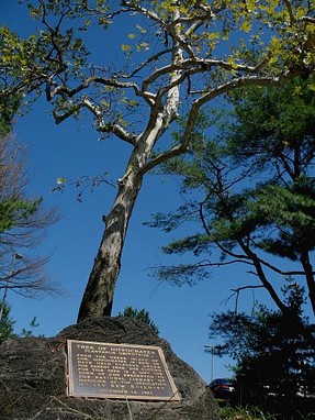 Original NLM Tree of Hippocrates, courtesy of NIH (no known copyright restrictions on US Government works)