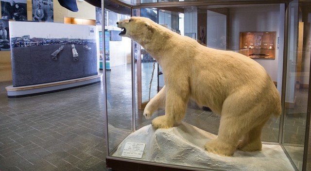 A polar bear on display at the Heritage Center. Credit: Radford University