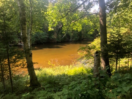 Plant, Water, Natural landscape, Branch