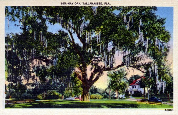 May Oak, Tallahassee, FL
<https://www.floridamemory.com/items/show/162193>