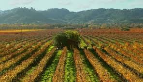 Pictured is the vineyards that cover over 10,000 square feet. 