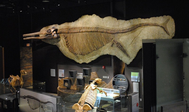 This ichthyosaur dinosaur fossil is displayed prominently