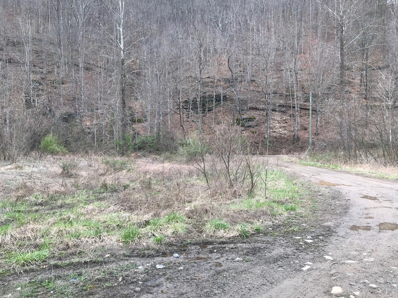 Cape Coalwood looking back towards access road. (2018)