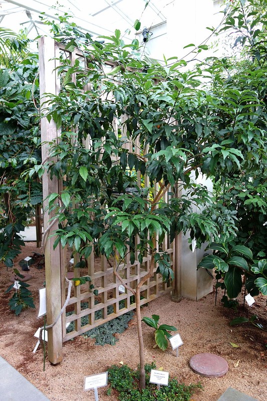 Kumquat tree in the conservatory