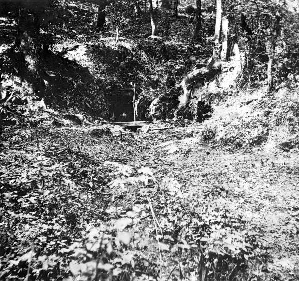 Plant, Natural landscape, Wood, Black-and-white