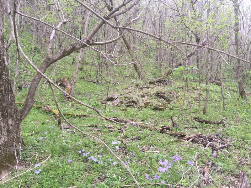 Ruins of stone foundation built into hillside.