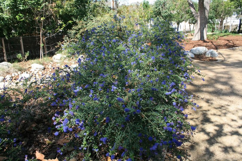 Ceanothus (California Lilac)