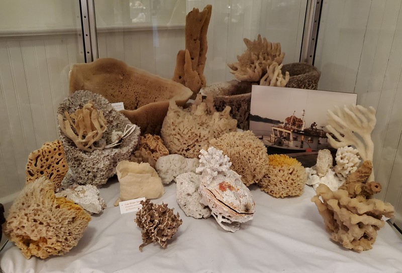 Corals and sponges from the Banks Collection
