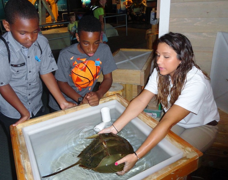 Visitors can touch a Horseshoe Crab at one of the Nauticus experiences.  Official Nauticus photo.