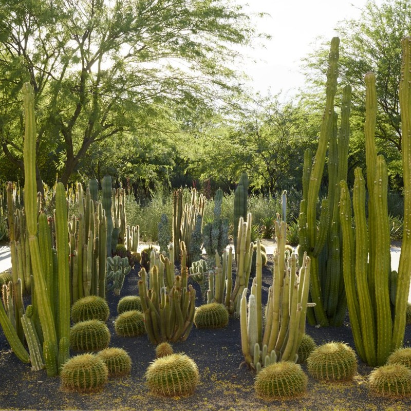 The Gardens at Sunnylands
