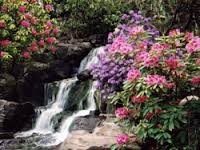 Crystal Springs Rhododendron Garden