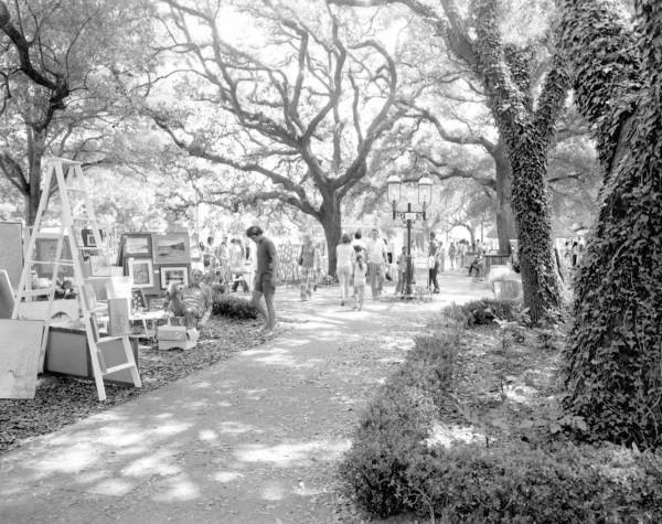 Photograph, Black-and-white, Tree, Monochrome photography