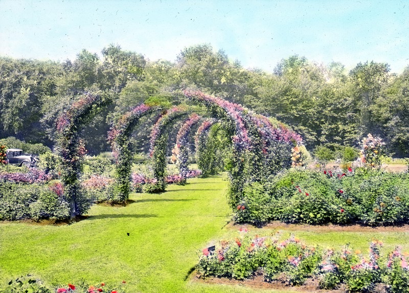 A more recent view of the rose arbor.