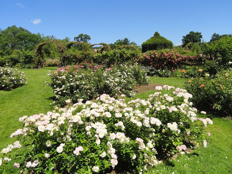 Rose garden with gazebo in background.