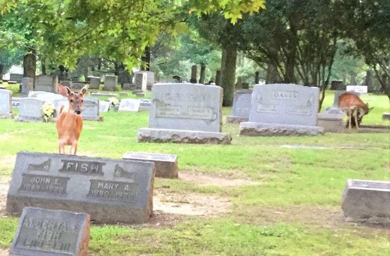 A young buck and what is likely to be his mother.