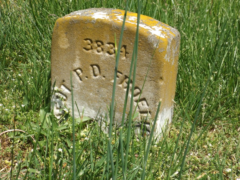 Plant, Grass, Groundcover, Grassland