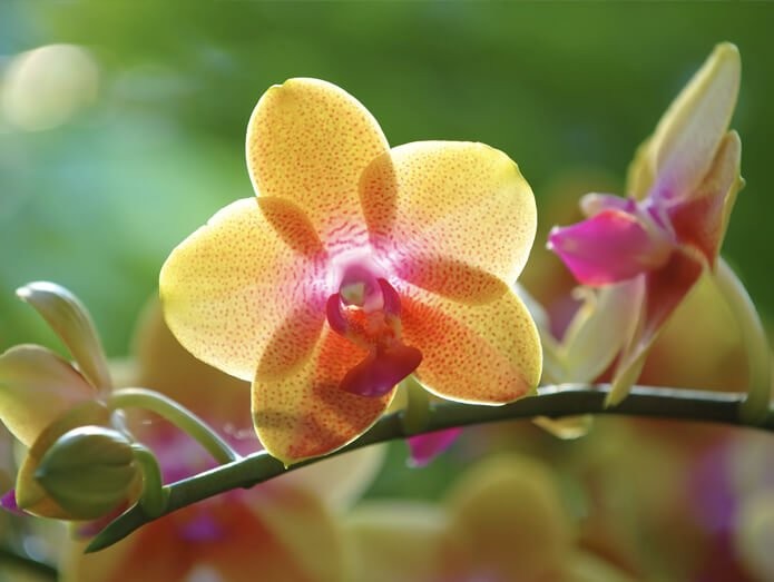 An orchid at the conservatory