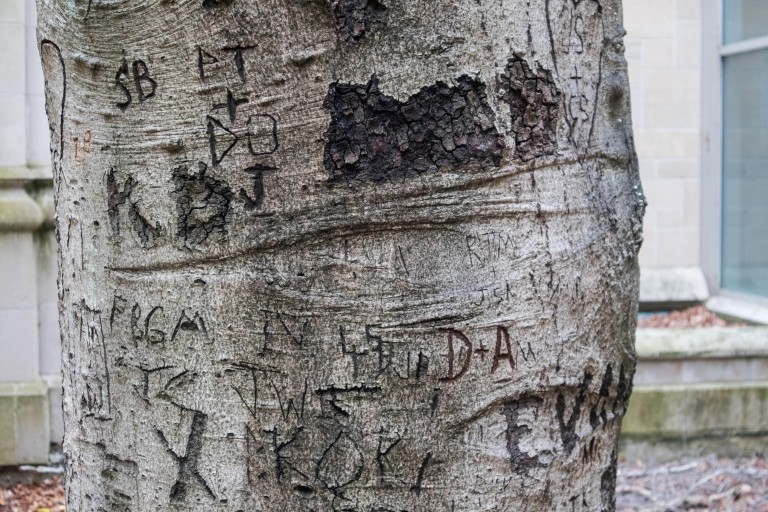 This is the sweetheart tree which the oldest daughter of the Dunn family and her significant other carved their initials into, setting an example for many couples in the future. It is now located at the center of the IU chemistry building courtyard. 