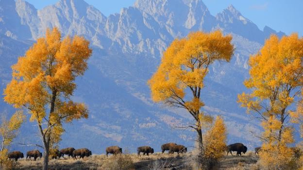 American Bison species grazing today on managed land
