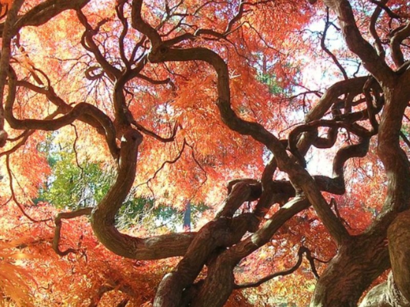 Trees of Cedar Hill Cemetery