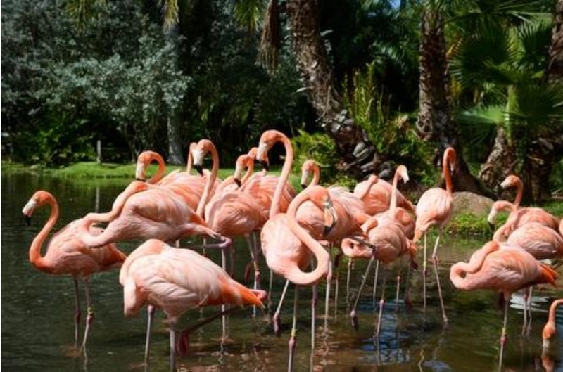 Picture of the Free-Roaming Flamingos.