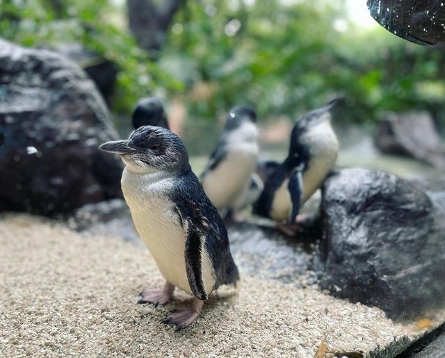 Bird, Beak, Penguin, Plant