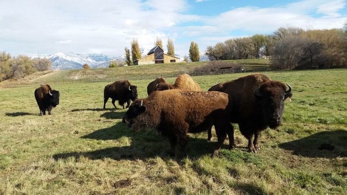 Bison at the American West Heritage Center