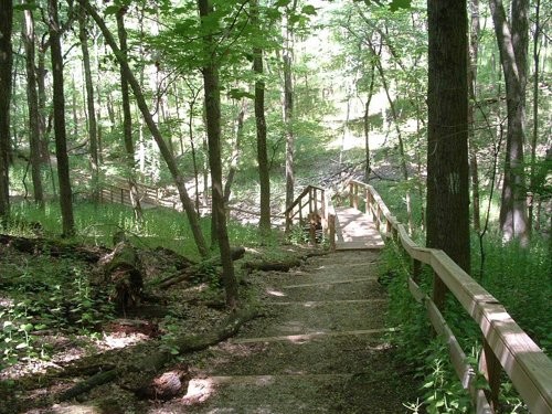 Steps lead down to a valley floor on one of the Forest's many hiking trails.