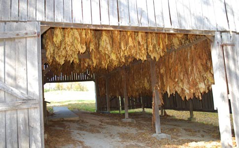 Tobacco drying at the Tobacco Farm. Photo courtesy of NatchezTraceTravel.com
