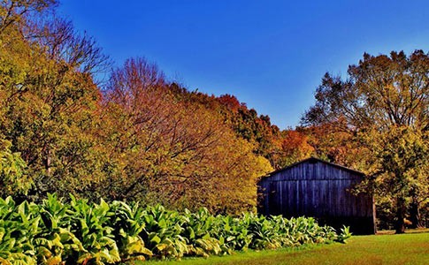 Fall view of the Tobacco Farm. Photo courtesy of NatchezTraceTravel.com
