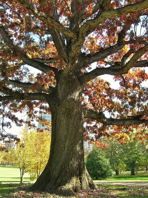 The Footguard Oak, a descendant of the Charter Oak planted in Bushnell Park in 1871.