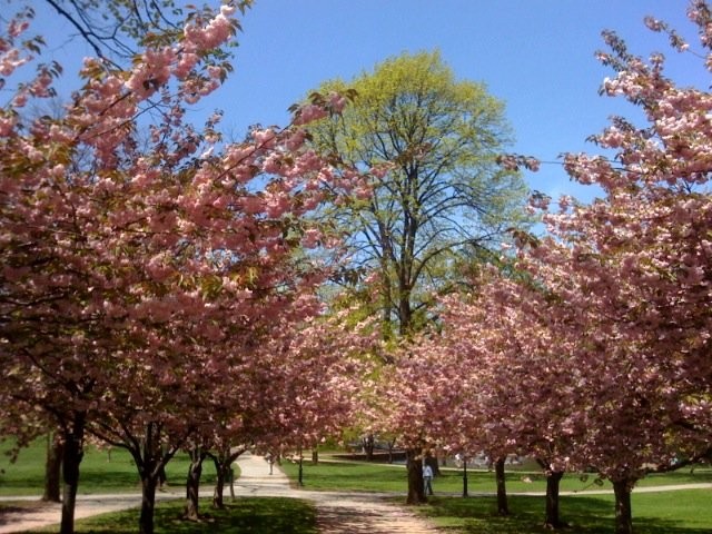 The park in spring.