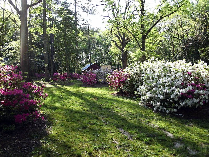 Spring in the Backyard