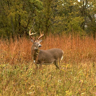Deer Hunting. Photo courtesy Muscle Shoals National Heritage Area.