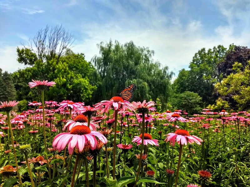 Purple Coneflowers blooming in Botanical Garden 