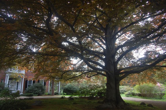 "Hugging" copper beech at Long Hill