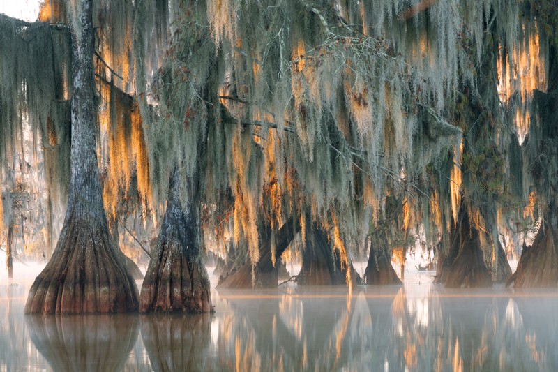 Cypress Swamp