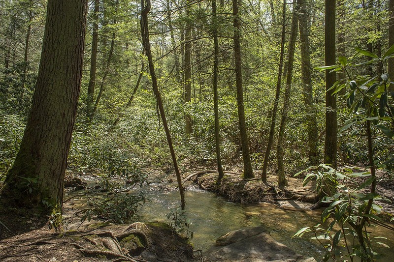 The Botanic Garden preserves natural landscapes like this forest and stream. Photo by Pamela Curtin.